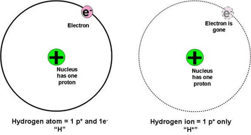 The hydrogen atom on the left and the hydrogen ion on the right (with the electron missing).