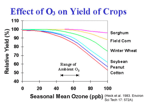 Effect of O3 on Yield of Crops