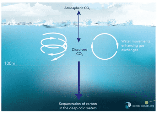 Ocean carbon sink diagram